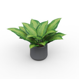 vue de la plante décorative en pot HOSTA