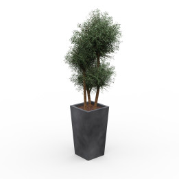 vue de la plante décorative EUCALYPTUS en pot anthracite