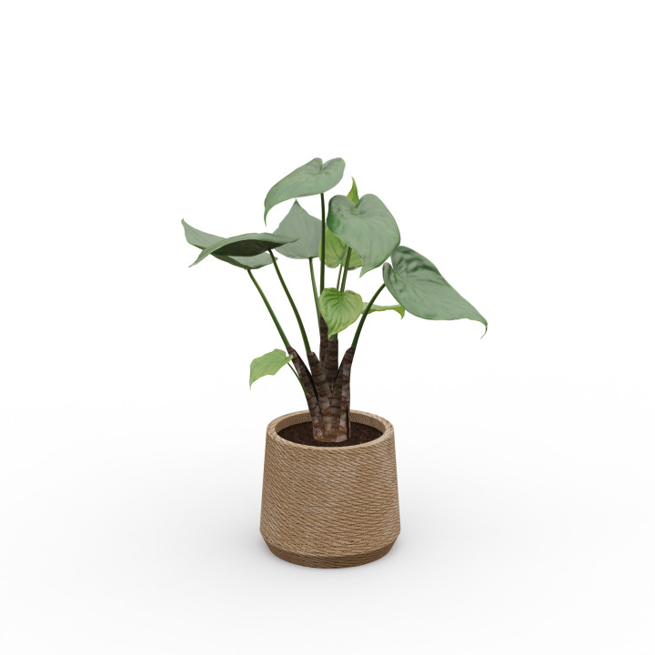 vue de la Plante décorative en pot rond corde tressée naturelle - ALOCASIA